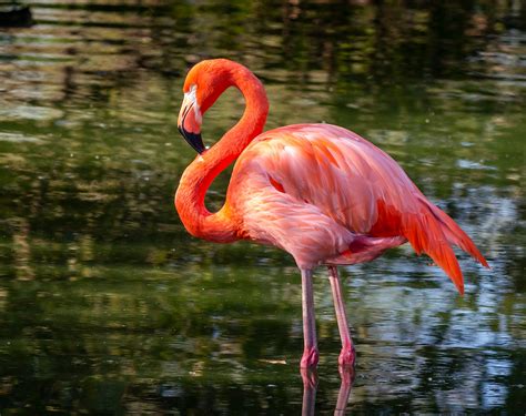 Flamingo .